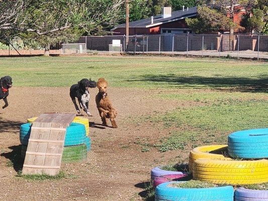 Dogs having fun!