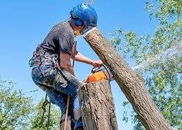 Cosgrove Tree Services