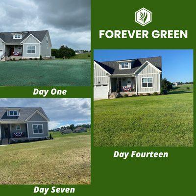 Forever Green of East Tennessee