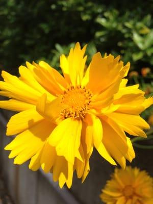 A summer (school) flower