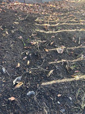 Quality Yard and Home Maintenance