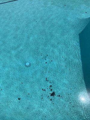 East Bay Pool Service