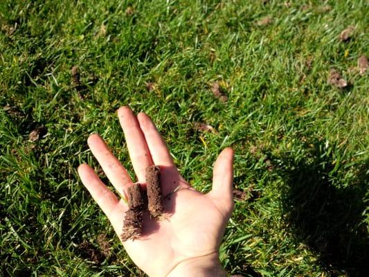 Plugs from aerated lawn