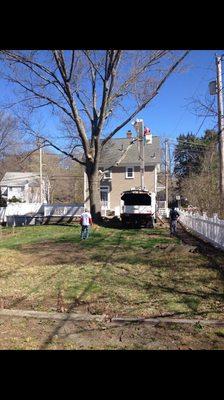 Collins Tree Service