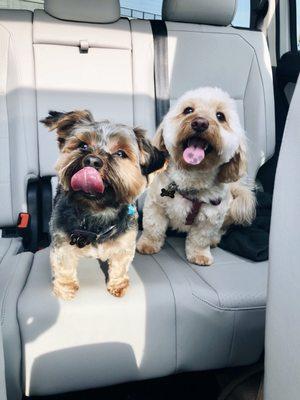 our pups look AWESOME and have never been so happy and relaxed after a grooming appointment before! 10/10 recommend!