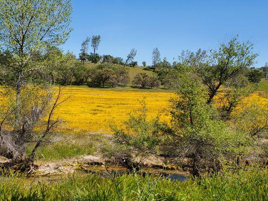 Superbloom of Wildflowers @ Hwy 58, between Santa Margarita & Shandon CA, 2023