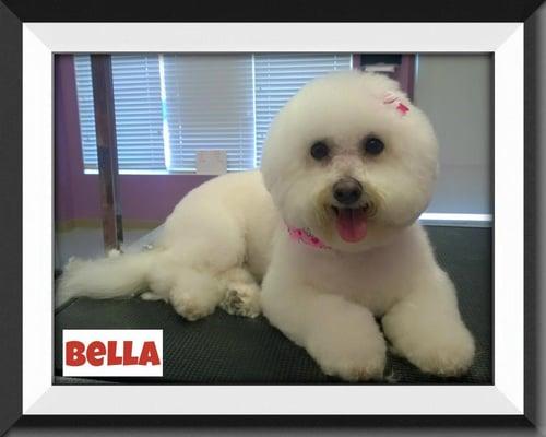 Furry Tails Pet Grooming 2