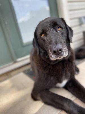 McLau’s Paws Dog Services