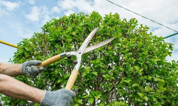 Ramos Carrillo Landscaping & Tree Service - trim and tree services