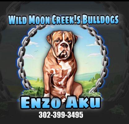 Wild Moon Creek’s Bulldogs