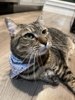 Luxury Austin Pawz Cat Grooming