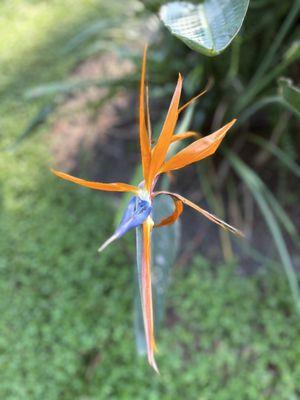 Absolute TLC Nursery & Landscaping