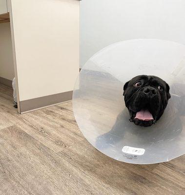 Animal Care Clinic of Woodland