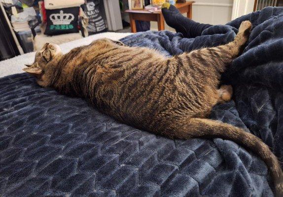 Maria Elena Cleaning Services And Pet's And House Sitter