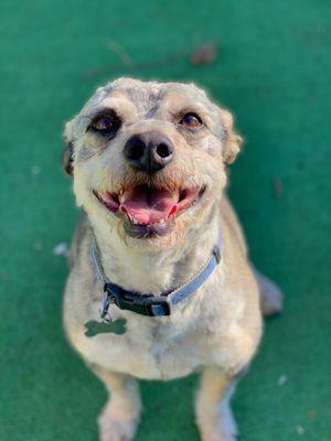 Hello Doggy Pet Grooming