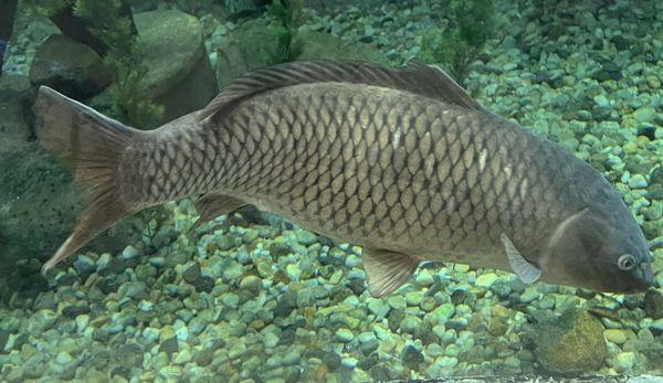 Carp fishing as well as just about any fresh water fish plus salt water fish that come up to eat other fish. Rockfish aka Stripers.