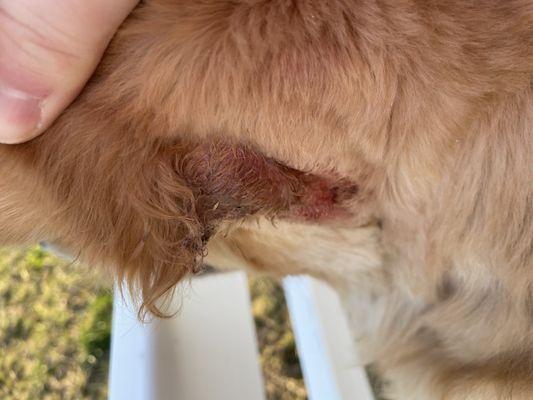 Seaside Pet Salon & Spa