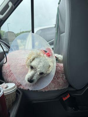 Virginia Kincehloe Spay & Neuter Clinic