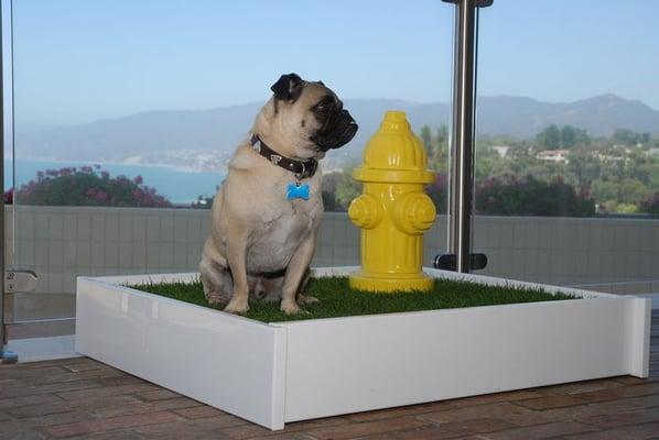 Baxter at the beach. PET A POTTY house