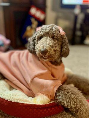 Our Doodle Daisy after her groom.