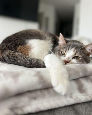 Daylily Animal Hospital