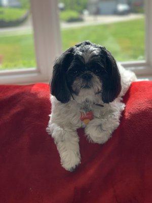 Before taking to groomer