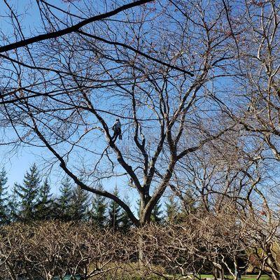 LER Garden & Tree Care