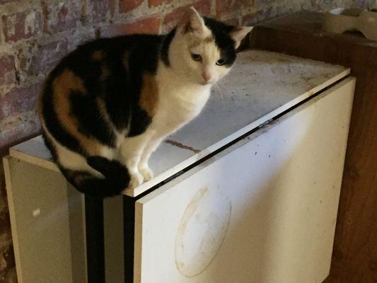 Mounds Veterinary Clinic