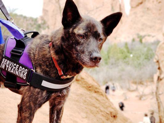 SoPerfect Dog Trainers