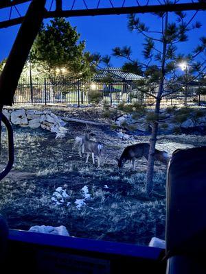 East Zion Adventures