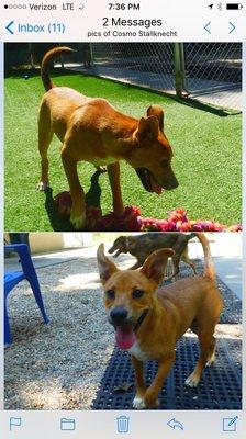 Kennelina Pet Resort