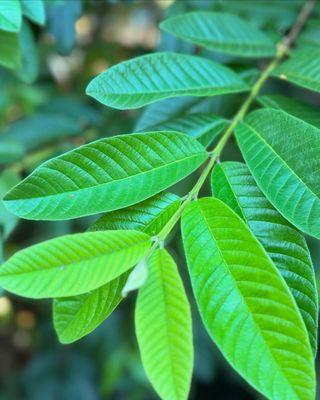Close-up of vibrant green leaves used in the decor at The Agriculturalist Dispensary