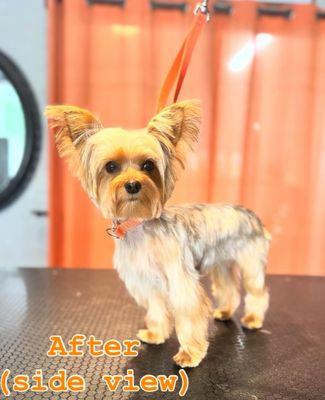 This is Charlie looking dashing because of Everette's wonderful cutting and caring skills!