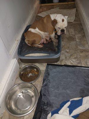 Richmond Hill Veterinary Care