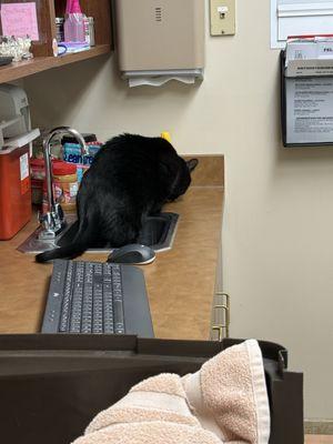 Furever Family Veterinary Care Center