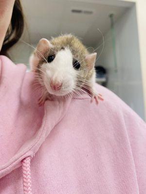 Northwest Arkansas Animal Urgent Care