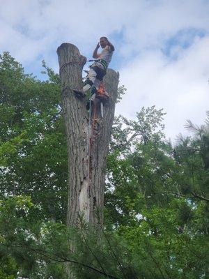J-Brid Tree and Hardscapes