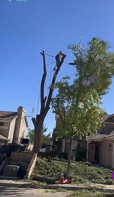 TSL Tree Service & Landscaping