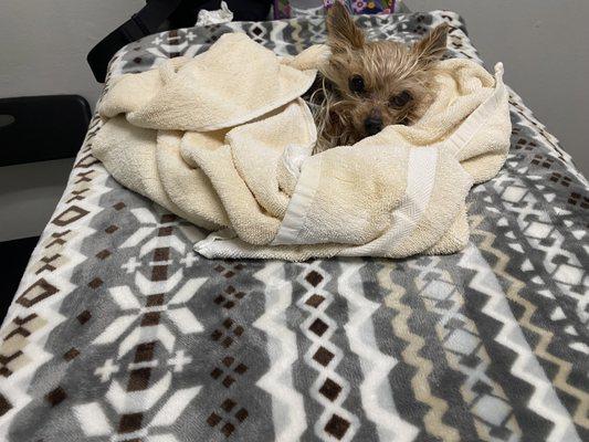 Jacksonville Animal Hospital