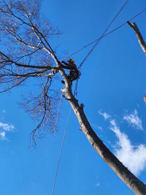 McGill Timber Service