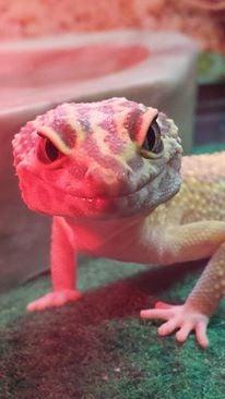 Volunteer Veterinary Clinic