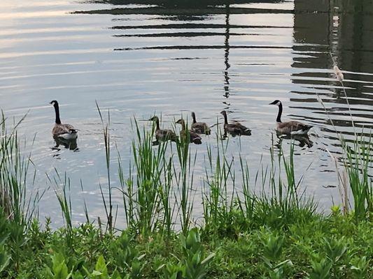 Geese visiting the lake.