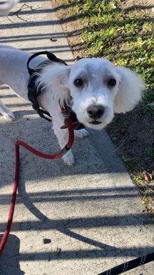 Cutie Pie's Grooming