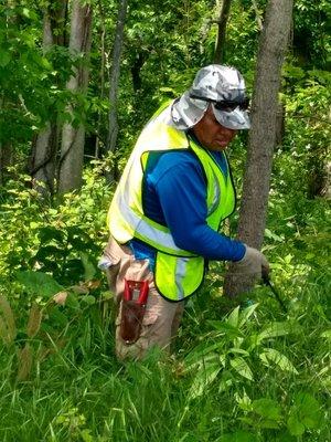 Residential Reforestation