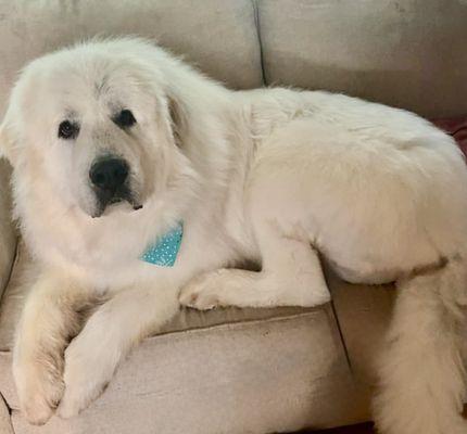 Incredible Pink Poodle