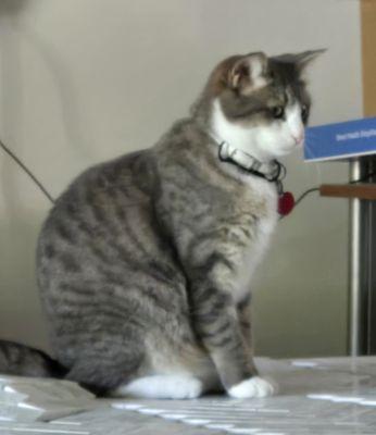 Conway Springs Veterinary Service