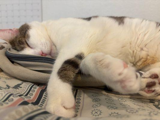 South Park Animal Hospital