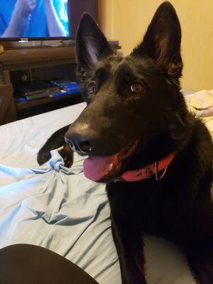 Humane Society Animal Shelter