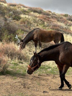 I woke up to a little wild life this morning.
