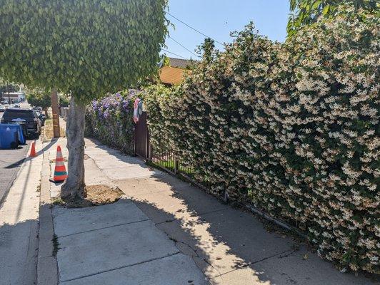 Growing Garden Wonderschool